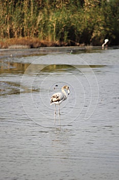 Flamingo in Molentargius Park of Cagliari