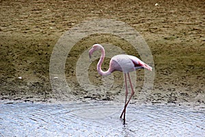 Flamingo Namibia Africa