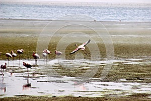 Flamingo Namibia Africa