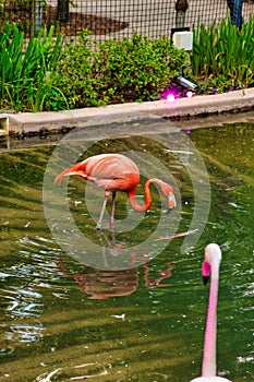 Flamingo at the Nashville Zoo about to take a sip of some pond water while the other one stares