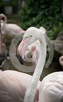 Flamingo ,nature and wildlife.