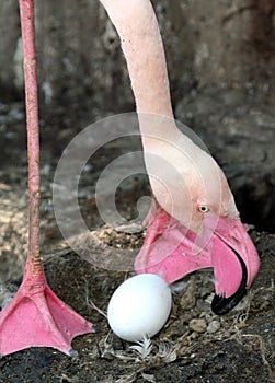 Flamingo Nesting