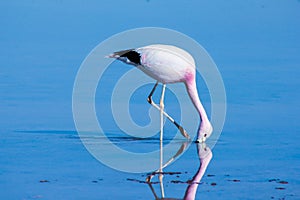 Flamingo no Atacama photo