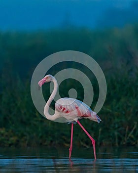 flamingo  photo