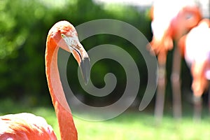 Flamingo, Oklahoma City Zoo