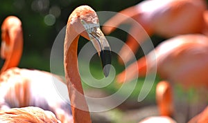 Flamingo , Oklahoma City Zoo