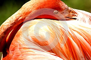 Flamingo , Oklahoma City Zoo