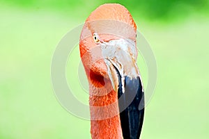 Flamingo , Oklahoma City Zoo