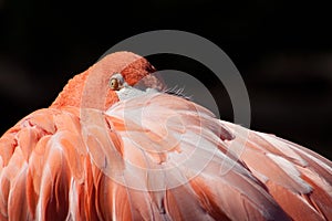 Flamingo at the Oklahoma City Zoo