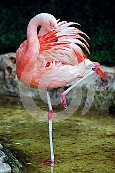 Flamingo on one leg