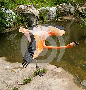 Flamingo with open wings