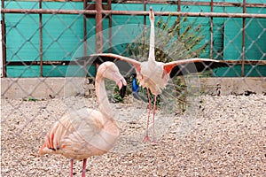 Flamingo with open wings