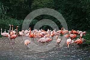 Flamingo or pack of flamingo in zoo of Prague