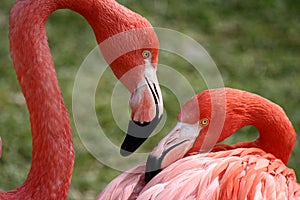 Flamingo Pair