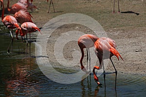 Flamingo pair in park