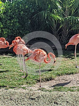 Flamingo parade dancer