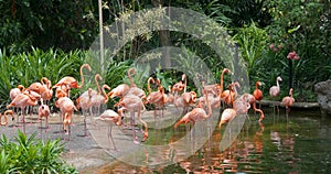 Flamingo paradise
