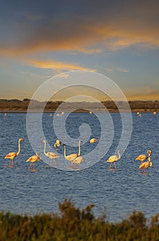 Flamingo in Parc Naturel regional de Camargue, Provence, France