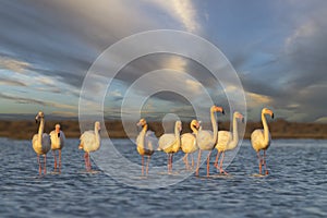 Flamingo in Parc Naturel regional de Camargue, Provence, France