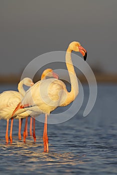 Flamingo in Parc Naturel regional de Camargue, Provence, France