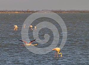 Flamingo in Parc Naturel regional de Camargue, Provence, France