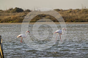 Flamingo in Parc Naturel regional de Camargue, Provence, France