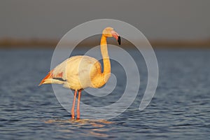 Flamingo in Parc Naturel regional de Camargue, Provence, France
