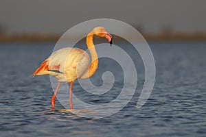 Flamingo in Parc Naturel regional de Camargue, Provence, France