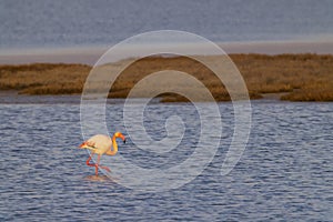 Flamingo in Parc Naturel regional de Camargue, Provence, France