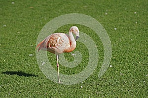 Flamingo in park