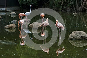 Flamingo in park