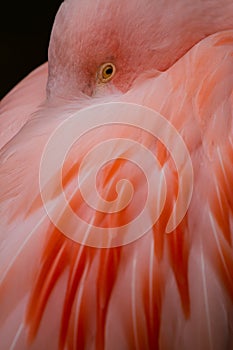 Flamingo (Phoenicopteridae)