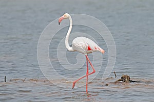 Flamingo Phoenicopteridae Beautiful Birds in the pond