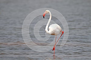 Flamingo Phoenicopteridae Beautiful Birds relax in the pond