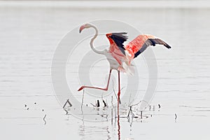 Flamingo Phoenicopteridae Beautiful Birds of Thailand in the pond
