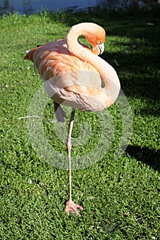 Flamingo - Phoenicopteriformes - Phoenicopteridae