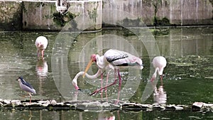 flamingo (Phoenicopterus) The bird searches for fish in the water