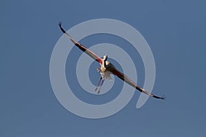 Flamingo - Phoenicopterus roseus