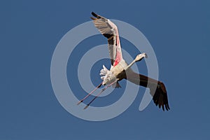 Flamingo - Phoenicopterus roseus