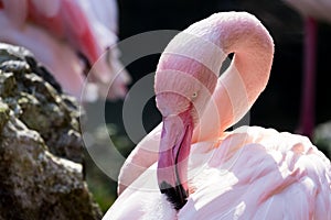 Flamingo Phoenicopterus roseus