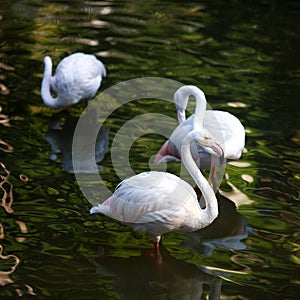 Flamingo (Phoenicopterus ruber)