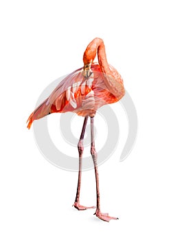 Flamingo Phoenicopterus ruber Heart shape, neck curl and standing posture isolated on white background