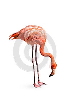 flamingo (Phoenicopterus ruber) Heart shape, neck curl and standing posture isolated on white background