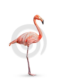 Flamingo Phoenicopterus ruber Heart shape, neck curl and standing posture isolated on white background