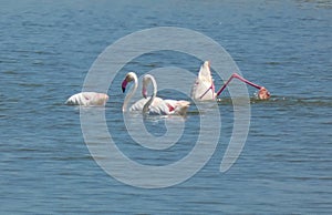 Flamingo. Phoenicopterus ruber Nature Photography