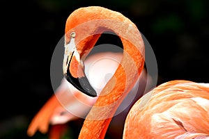 Flamingo , Oklahoma City Zoo