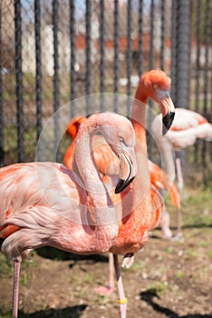 Flamingo,pink,bird,plumage,two, photo