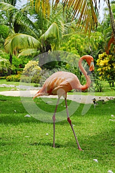 Flamingo pink seen in profile