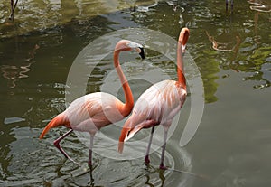 Flamingo, pink and white.