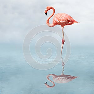 flamingo in pond